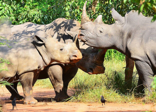 3 Days Wildlife and Uganda Gorilla Safari