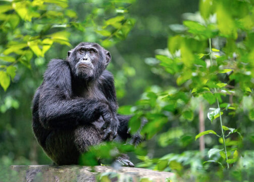 18 Days Best of Uganda & Rwanda Tour