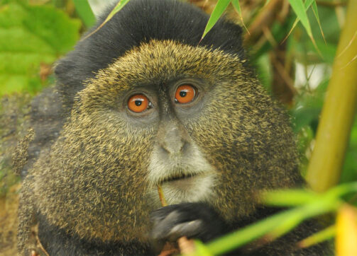 4 Days Wildlife Safari, Gorilla and Golden Monkey Trek