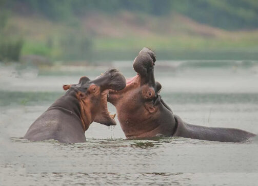 24 days Best of Uganda Safari