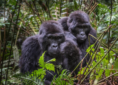 Uganda Luxury Safari – Wildlife, Chimps and Gorillas