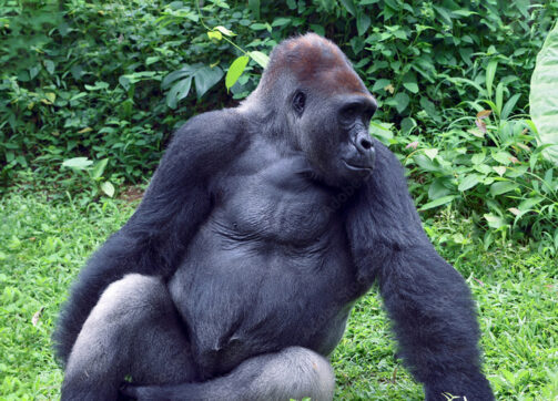 10 Days Ugandan Photography Safari