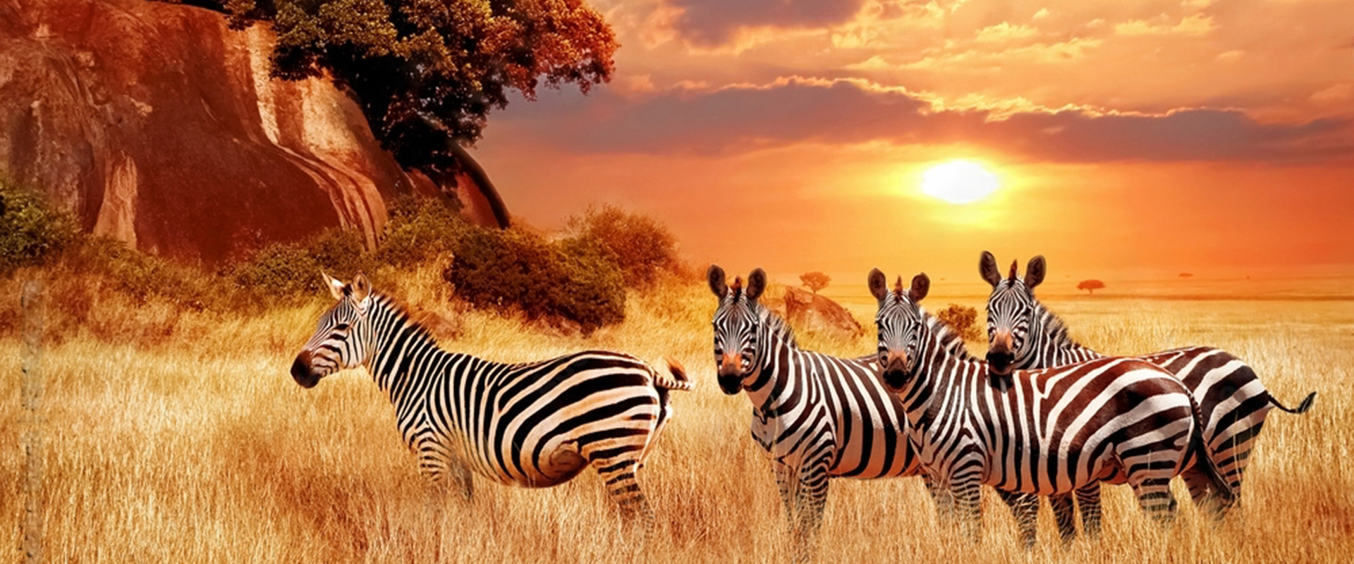 Safaris in Tanzania