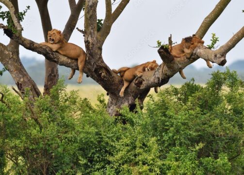 3 Days Uganda Wildlife and Gorilla Safari from Kigali