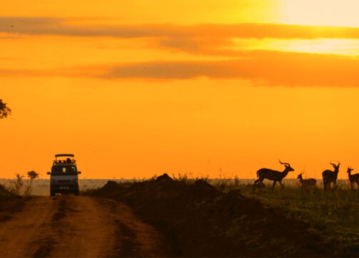 10 days Ugandan Photography Safari