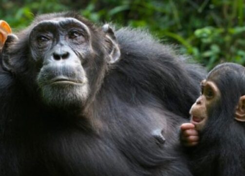 3 Days Uganda Chimpanzees Trekking adventures
