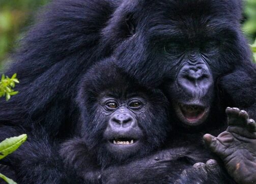 13 days 12 nights Uganda:Rwanda Wildlife and Gorilla Safari