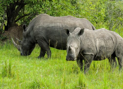 5 Days Uganda Wildlife Safari