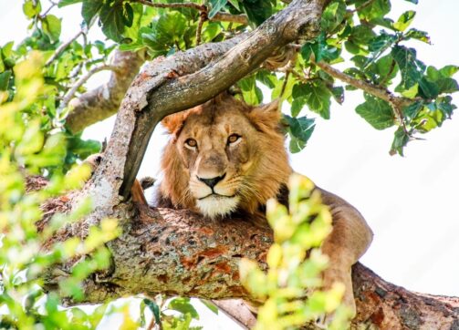 8 days Uganda sight-seeing & wildlife safari