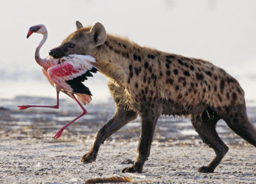 8 Days – Masai Mara, Lake Nakuru and Amboseli