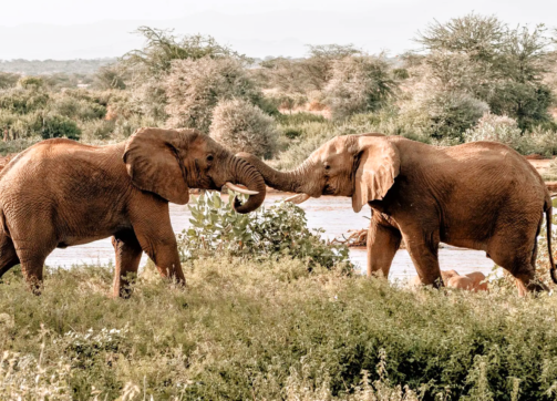 9 Days – Masai Mara (5 nights), Lake Naivasha and Amboseli