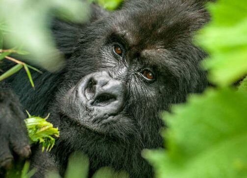 6 days Uganda primates AND wildlife tour