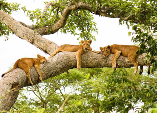 7 Days Rwandan -Uganda Gorilla and Wildlife Safari amended