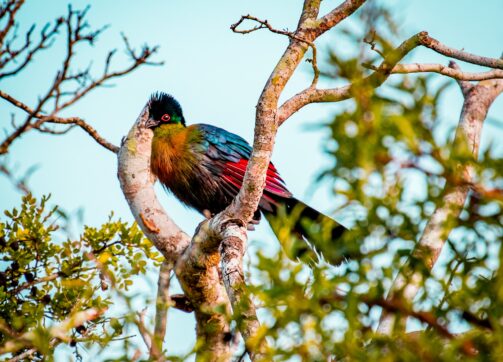 4 Days – Bwindi, Lake Bunyonyi and Queen Elizabeth