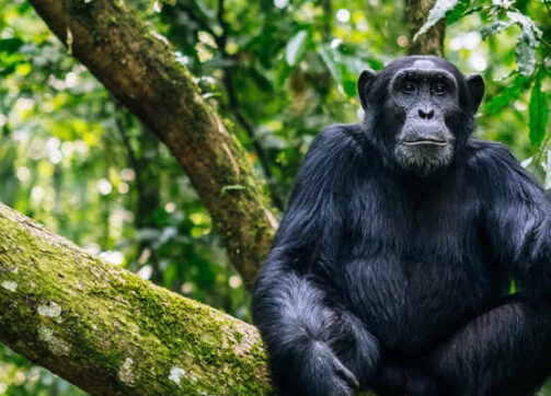 4 Days – Bwindi, Lake Bunyonyi and Kibale